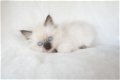 Geregistreerde Ragdoll-kittens Beschikbaar voor verkoop - 1 - Thumbnail