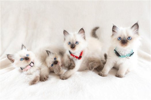 Geregistreerde Ragdoll-kittens Beschikbaar voor verkoop - 2