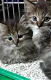 Unieke kittens: Kruising Noorse Boskat en Europese korthaar - 0 - Thumbnail