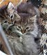 Unieke kittens: Kruising Noorse Boskat en Europese korthaar - 2 - Thumbnail