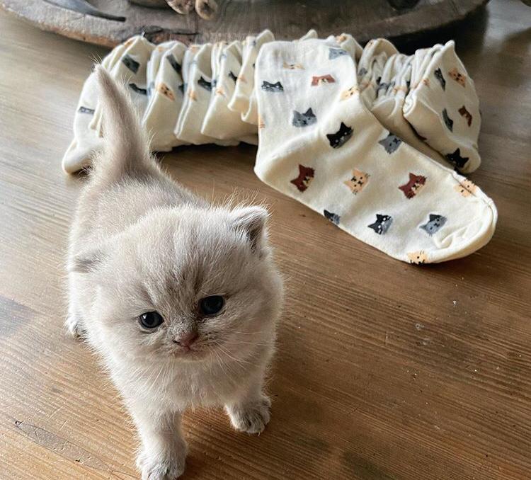 Brits korthaar kittens - nr. 1