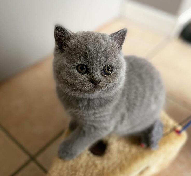 Brits korthaar kittens - Afbeelding 2