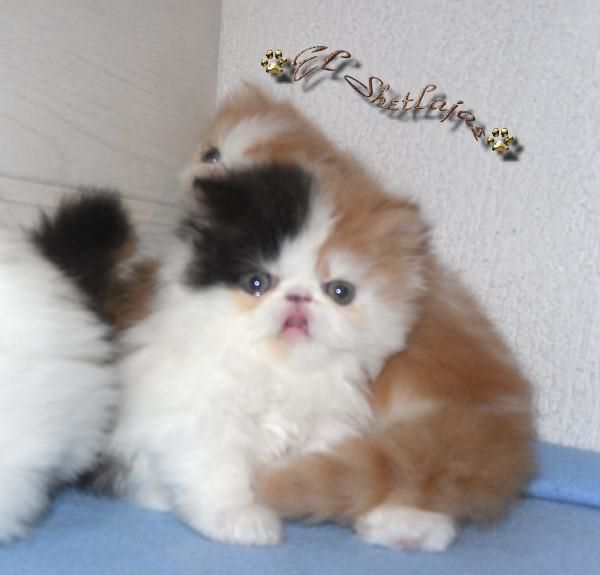 Perzische kittens - nr. 1