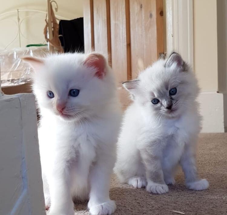 Schattige Ragdoll-kittens - Afbeelding 2