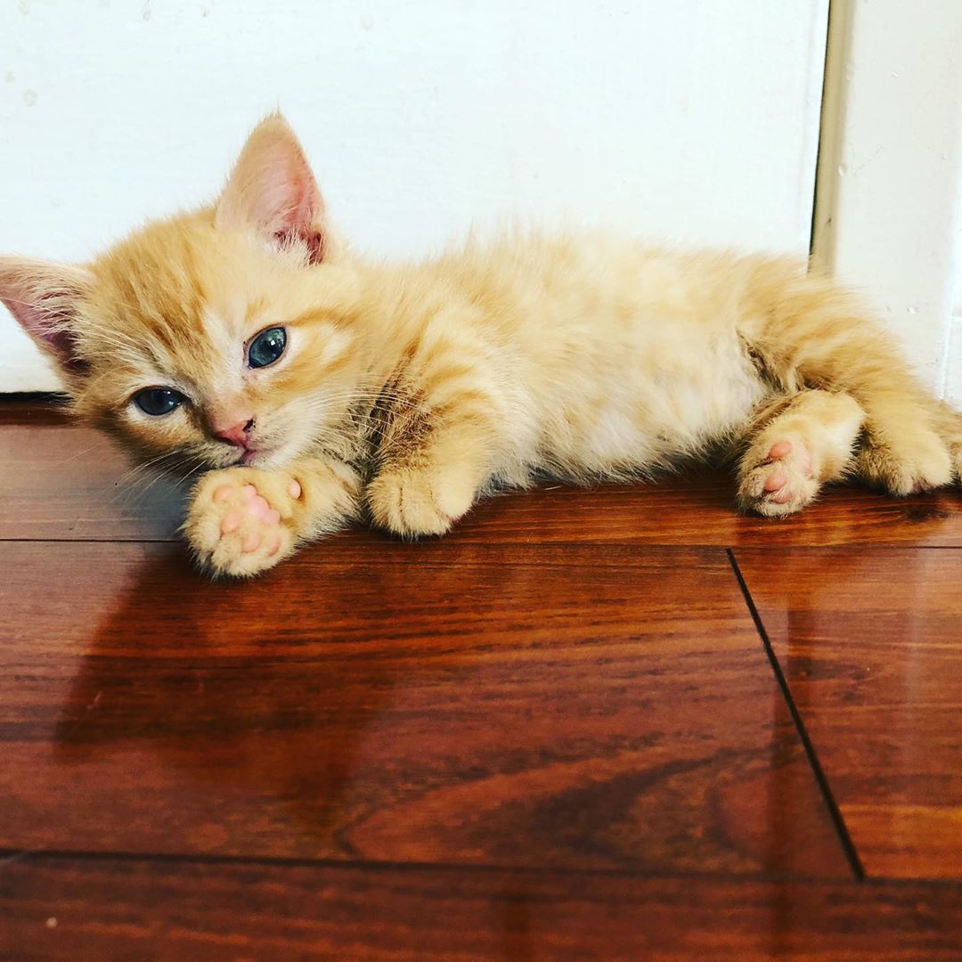 Twee schattige Munchkin-kittens - nr. 1
