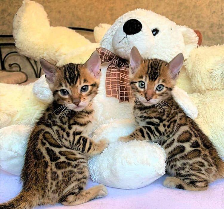 Bengaalse kittens - nr. 1