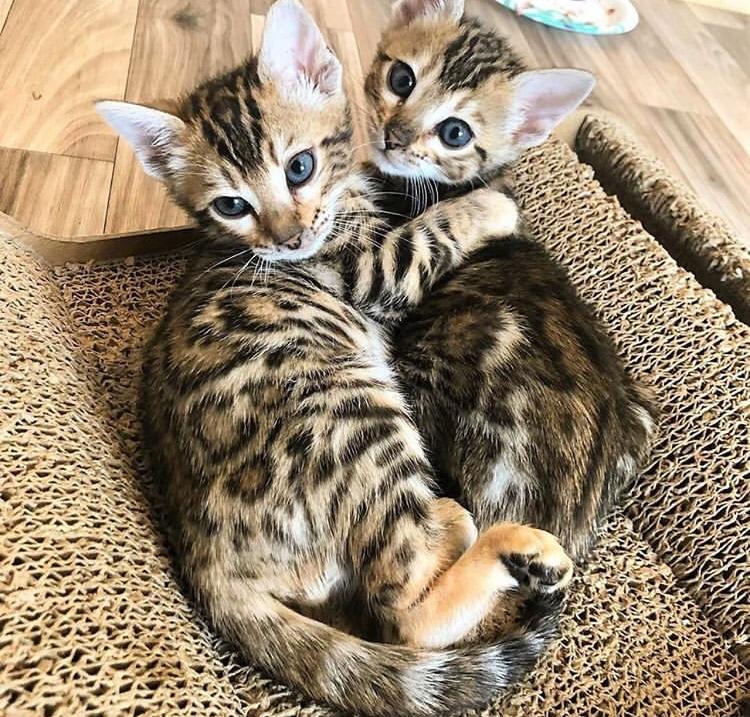 Bengaalse kittens - Afbeelding 2