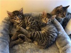 Siberische kittens