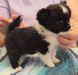 Beschikbare Chihuahua-puppy's ter adoptie