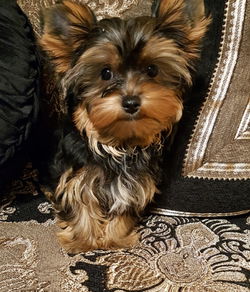 Leuke mannelijke en vrouwelijke Yorkie-puppy's