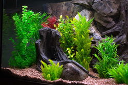 "Root/Stone" Polyester Aquarium Element 22x37cm.