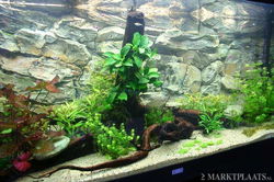 Rock 100×50 Polyester Aquarium achterwand.