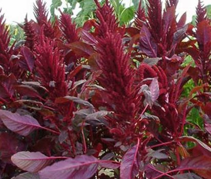 Amaranthus Red Spike 100 Seeds - 0