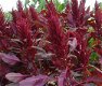 Amaranthus Red Spike 100 Seeds - 0 - Thumbnail