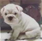 English Bulldog Puppy - 0 - Thumbnail