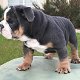 English Bulldog Puppy - 2 - Thumbnail