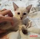 CFF Siamese Kittens - 0 - Thumbnail