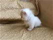 Minuet/Napoleon kittens - 0 - Thumbnail