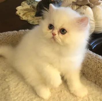 CFA Pure Persian White Male Kitten - 0