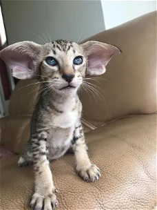 TICA PeterBald Female Kitten