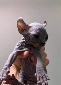 TICA SPHYNX Kitten - 0