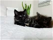 Persian/Mainecoon mix Kittens - 0 - Thumbnail