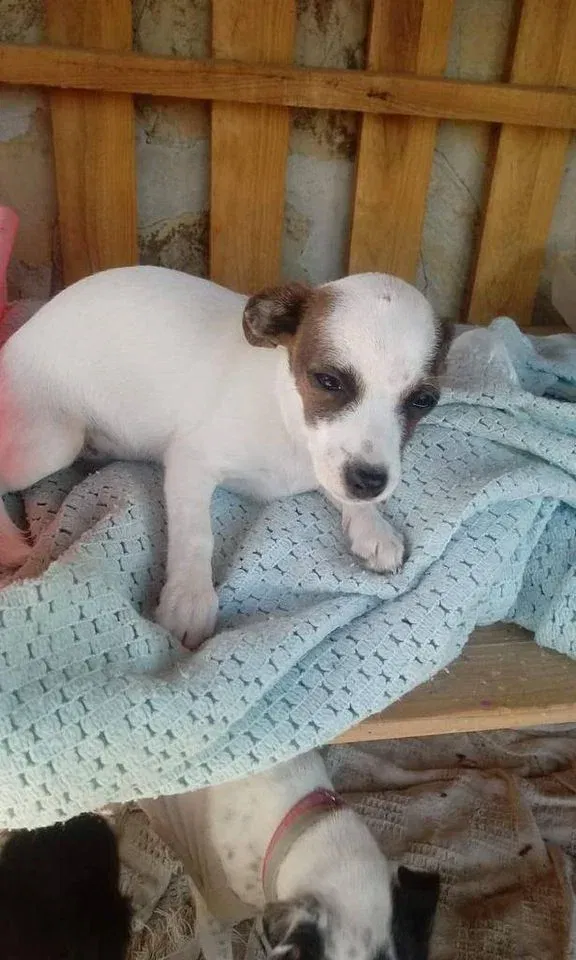 MJM Dogs Foundation: Savannah(gereserveerd) - nr. 1