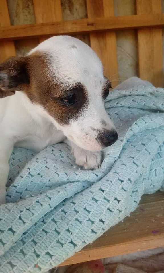 MJM Dogs Foundation: Savannah(gereserveerd) - Afbeelding 3