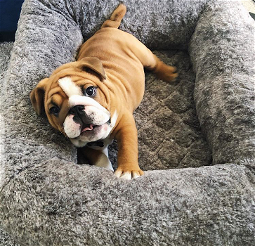 English Bulldog Puppy - 0