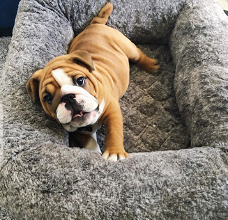 English Bulldog Puppy