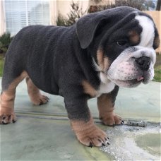 Englischer Bulldoggenwelpe