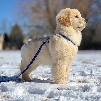 Golden Retriever - 2