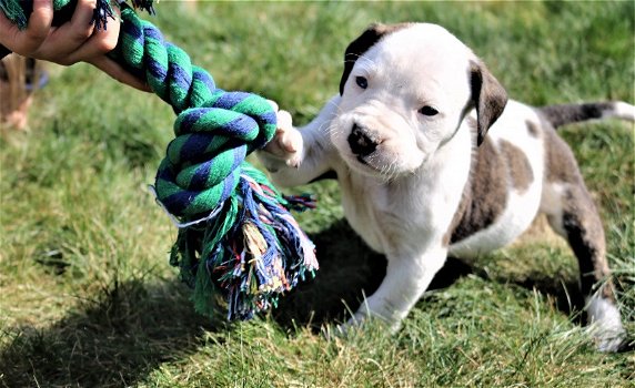 Amerikaanse Bulldog pups met stamboom! - 0