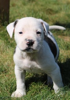 Amerikaanse Bulldog pups met stamboom!