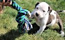 Amerikaanse Bulldog pups met stamboom! - 1 - Thumbnail