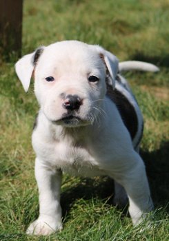 Amerikaanse Bulldog pups met stamboom! - 0