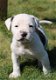Amerikaanse Bulldog pups met stamboom! - 0 - Thumbnail