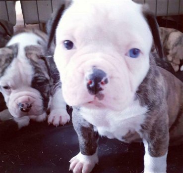 Amerikaanse Bulldog pups met stamboom! - 0