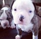 Amerikaanse Bulldog pups met stamboom! - 0 - Thumbnail