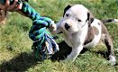 Amerikaanse Bulldog pups met stamboom! - 0 - Thumbnail