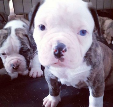 Amerikaanse Bulldog pups met stamboom! - 0