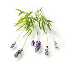 Kaarsen geurolie 50ml Lavendel