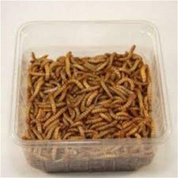 Voor uw vissen levende Meelwormen te koop van uitstekende kw - 2
