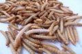 Voor uw vissen levende Meelwormen te koop van uitstekende kw - 5 - Thumbnail