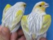 Koppel Agaat Topaas Geel Mozaik TT waardige vogels - 1 - Thumbnail