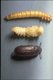 Te koop goede mooie levende meelwormen van een perfect forma - 3 - Thumbnail