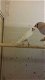Zebravinken TT kwaliteit grote vogels ( Poephila guttata ) - 4 - Thumbnail