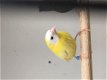 Te koop prachtig koppels driekleur papagaaiamadines split voor geel - 1 - Thumbnail