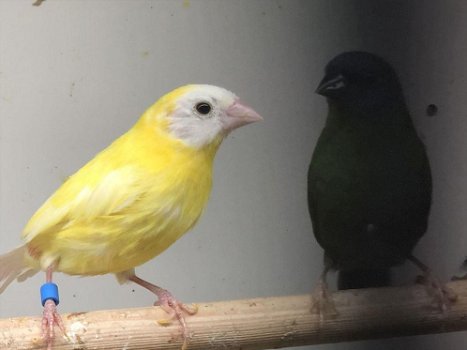 Te koop prachtig koppels driekleur papagaaiamadines split voor geel - 2