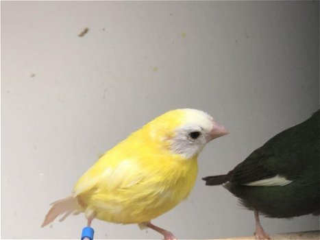 Te koop prachtig koppels driekleur papagaaiamadines split voor geel - 3